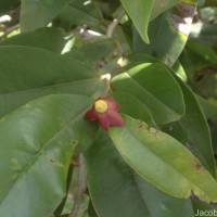 Uvaria zeylanica L.